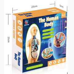 3D-анатомическая модель торса человека