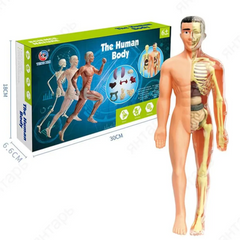 Модель тела человека 3D. Детский набор “Строение тела человека”