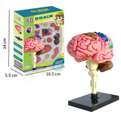 Модель человеческого мозга с подставкой
