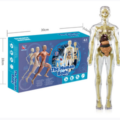 Детский набор “Скелет человека”. 3D-анатомическая модель скелет человека прозрачный.