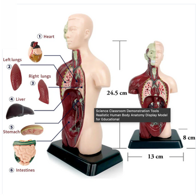3D-анатомическая модель торса человека. Детский набор