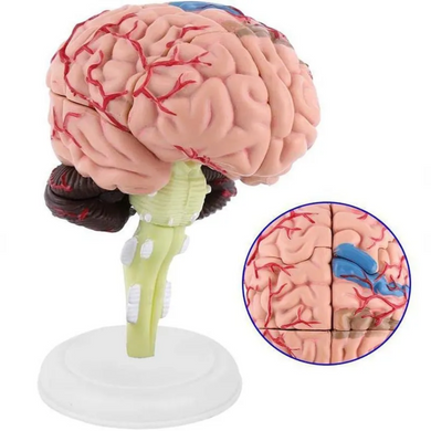 Модель человеческого мозга с подставкой