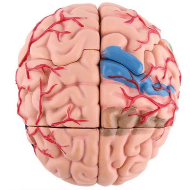 Модель человеческого мозга с подставкой