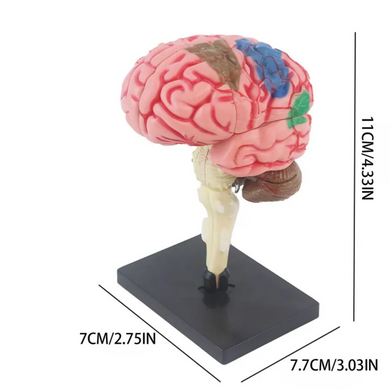 Модель людського мозку з підставкою