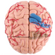 Модель человеческого мозга с подставкой