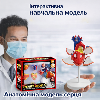 Анатомическая модель человеческого сердца на подставке