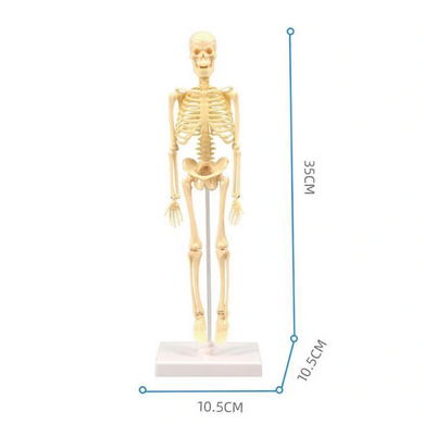 Детский набор “Скелет человека”